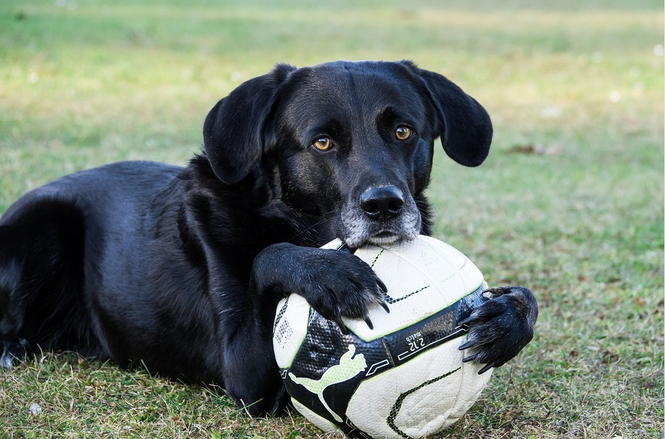 dog resting
