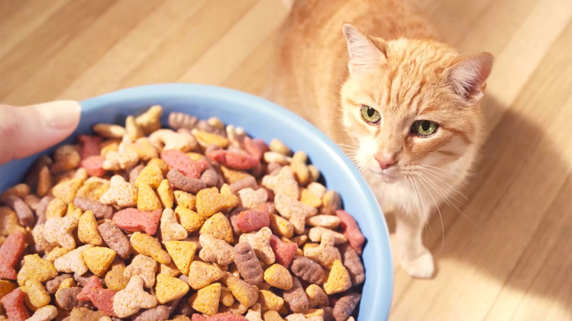 Tips on Feeding Your Cat